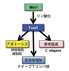 図３：Mst1によりリン酸化を受けたFoxO1は多様な作用を示す