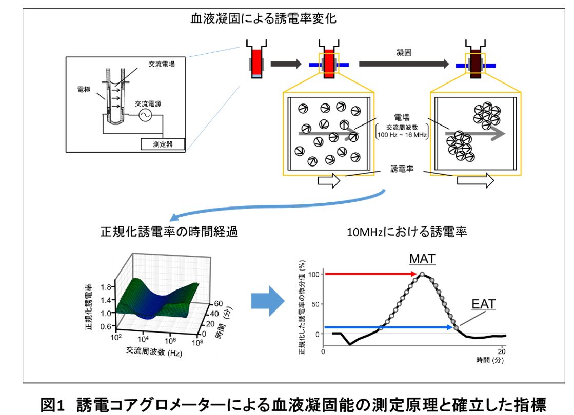 基礎・トランスレーショナル研究 血液凝固 - 東京科学大学 循環器内科